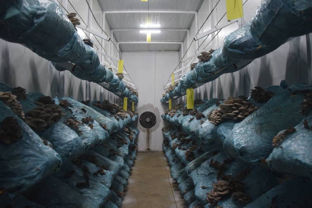 Cübbesini çıkardı, çizmeleri giydi: Günde 1 ton ürün topluyor 10